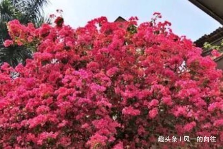 谁说三角梅不开花学会这几个小技巧,一直开花到来年