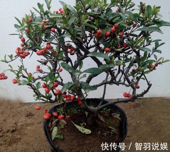 客厅养花，不如养几盆“金色的花”，既好看，又显得“高大上”