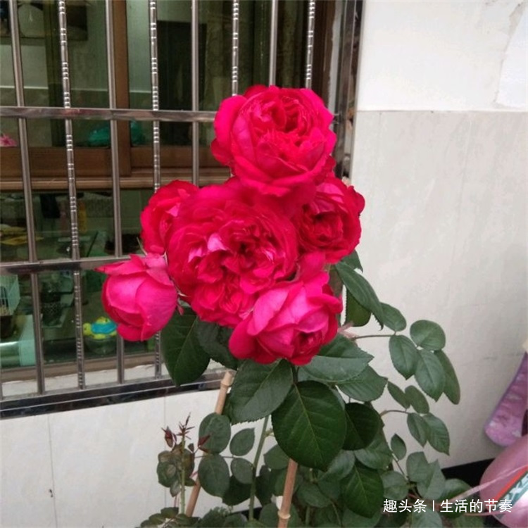 高手这样养红龙月季，枝繁叶茂开花多，真是妙，简单却有效