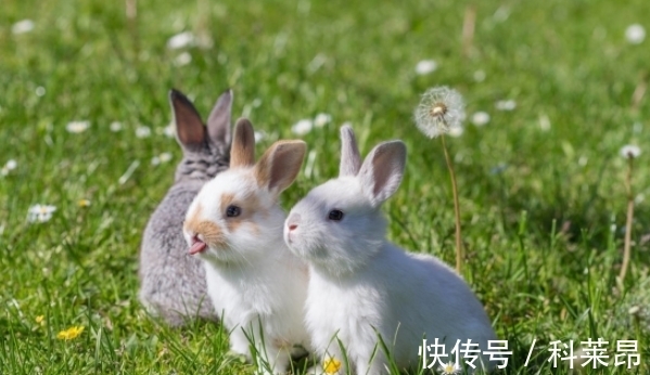 羊人|11月后属兔、属牛、属羊开运攻略,走出低谷,晦气全消,想啥来啥