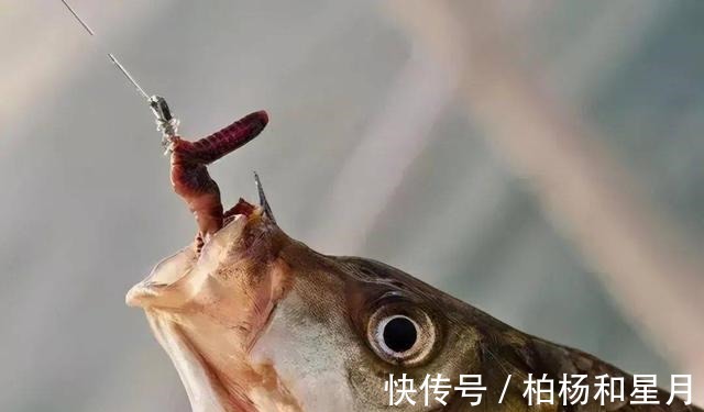 秋末初冬野钓,试试羊油蚯蚓,效果谁用谁知道!