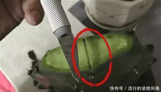 蟹爪兰喝点它,秋天连开100朵,叶子肥得直滴油