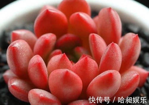 昼夜温差|多肉红宝石夏季怎么养教你3个小妙招,养出最红润璀璨的红宝石
