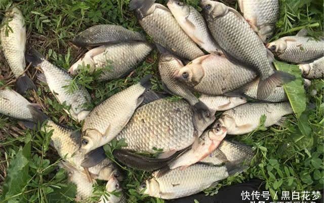 钓鱼技巧：七星漂钓组的“功效”，好像被低估了