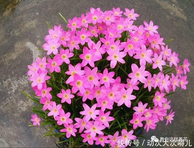  惊艳|这种球乱养都能活，丢盆里1个月开花，开花太惊艳