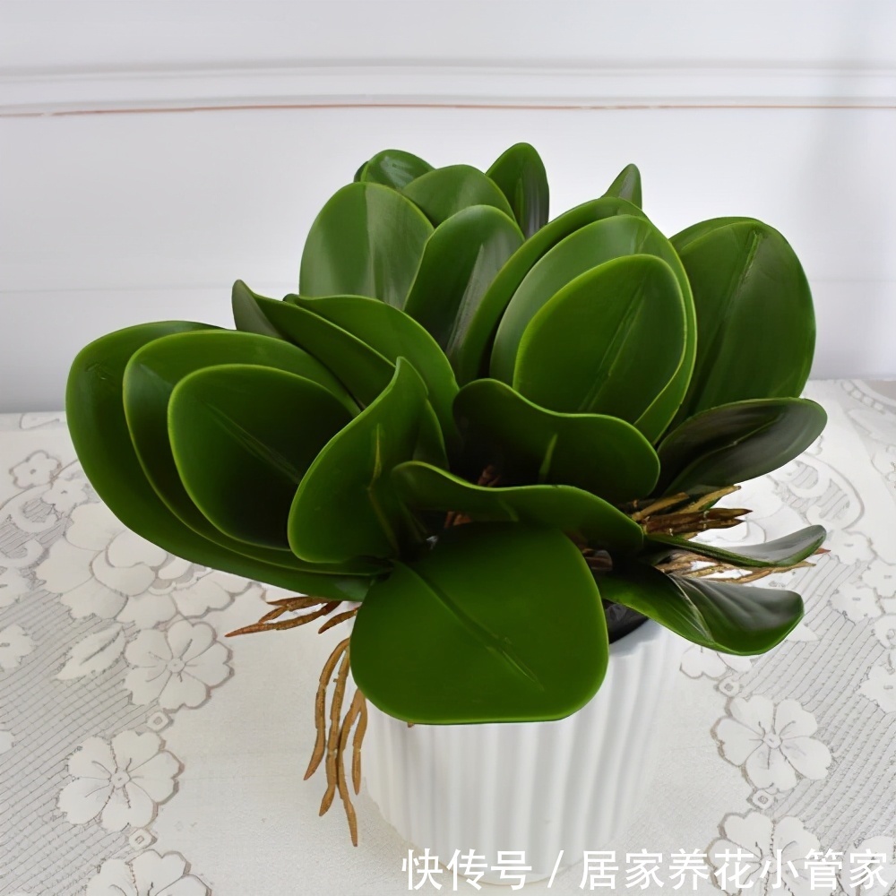 香蕉皮不要扔,用来养花好处多