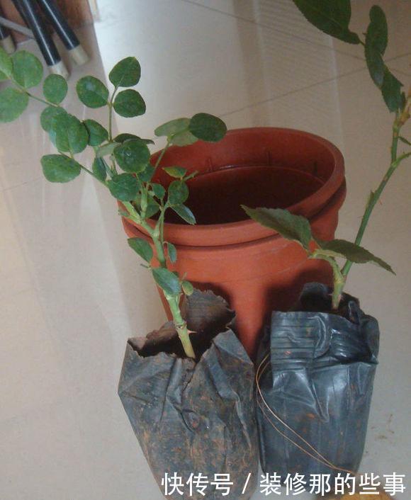 花卉|养花必修课，缓苗“4技巧”，提前做好工作，后期省心开花多