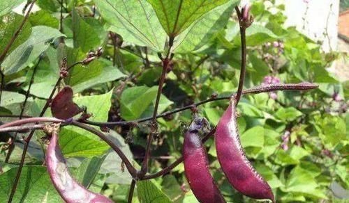 毒素|含有毒素的五种蔬菜,我们竟然还当成宝贝,看看你中招没