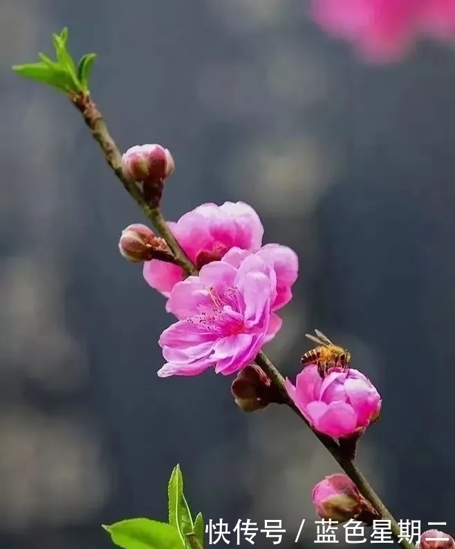 又是一年赏花时，樱花，桃花，遍山红