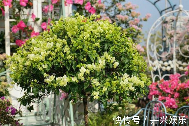 养花|她在露台养了一种花,全年花开不断,犹如仙境,收获了近10万粉丝