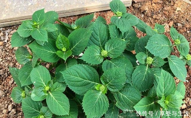 地栽绣球花,不用管都能开满花,盆栽也可以,方法对就没问题!