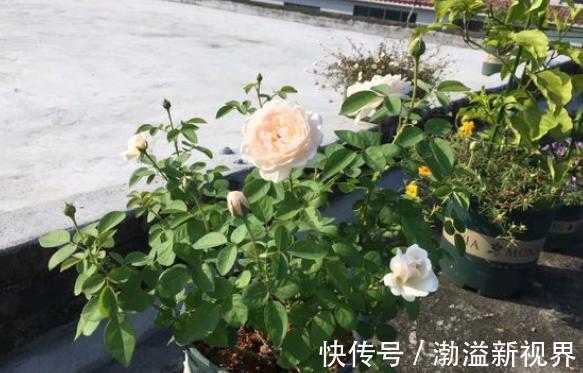 生根液|扦插月季有“学问”，学会这方法，生根长芽快，成活率更高