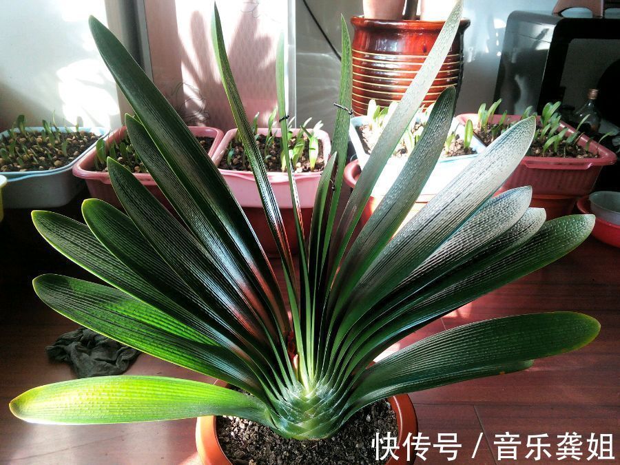 套袋|无根的君子兰不用丢,使用一种发根神土,两个月新根爆不停