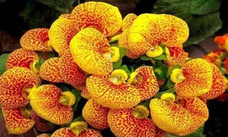 养花试试这几款，一朵接一朵地花像小元宝非常美丽