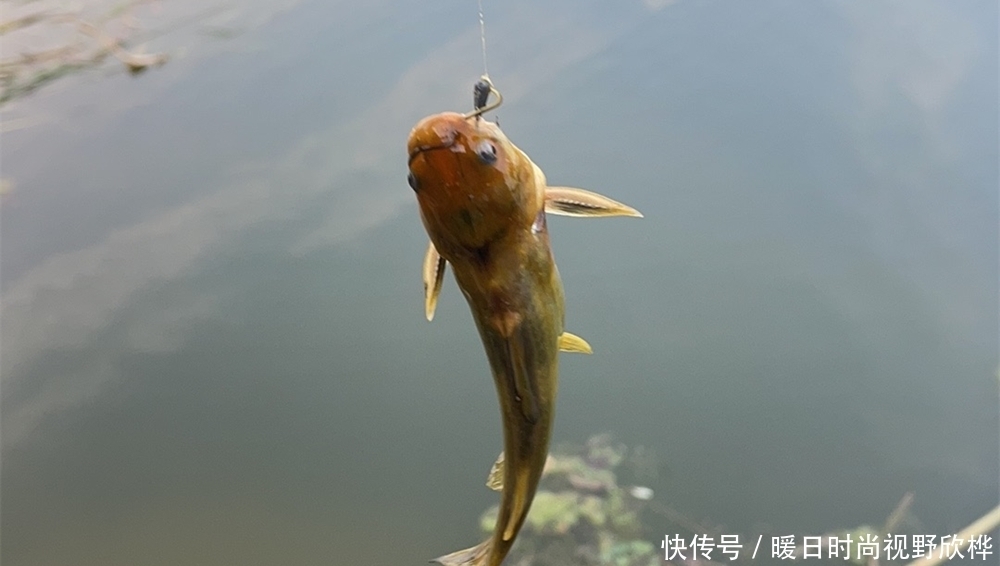进食|野钓黄颡鱼,窝料和饵料的选用技巧,打窝聚鱼手法也是与众不同!