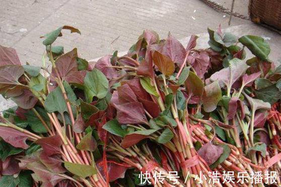 救命草|农村有这样一种野草,曾无人问津,如今却把它当成宝,你吃过没