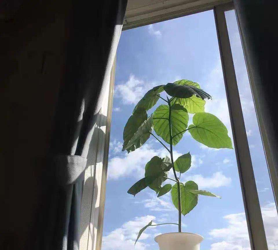 百合竹|这5种“客厅小森林”的绿植，好看又有森林感，家里满满in风