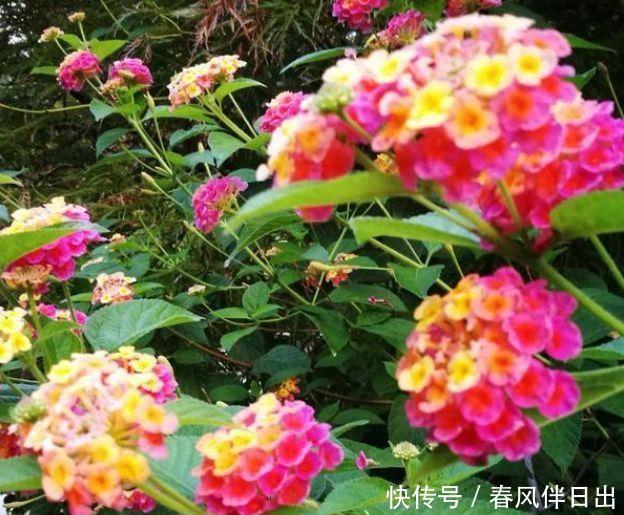 适合聪明人买的4种花,沾土就活,花大色艳寓意好