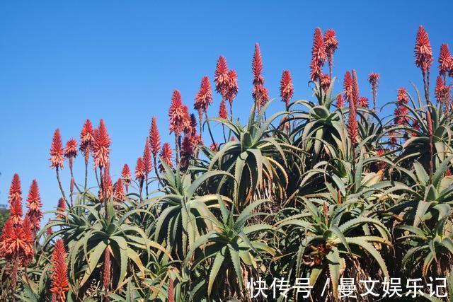 花友|如果你家芦荟长“小尾巴”，别剪掉，请珍惜，比较少见