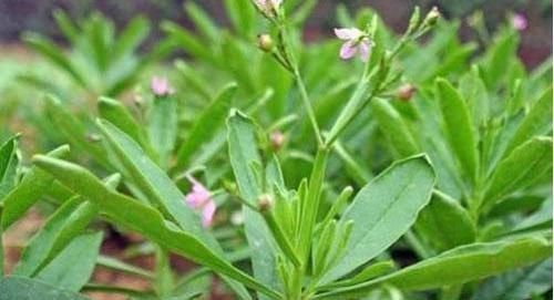 农村田里的“人参菜”,堪称“土宝贝”,根茎价值都高,一斤卖30