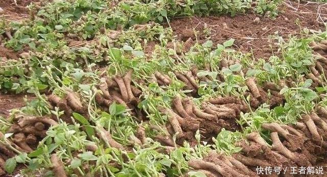 葛根|《中医实战笔记》:葛根的功效与应用