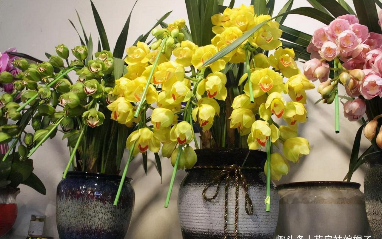 小丽花|12月了,家里养这些“年宵花”,株型美观、花色艳丽,还十分喜庆