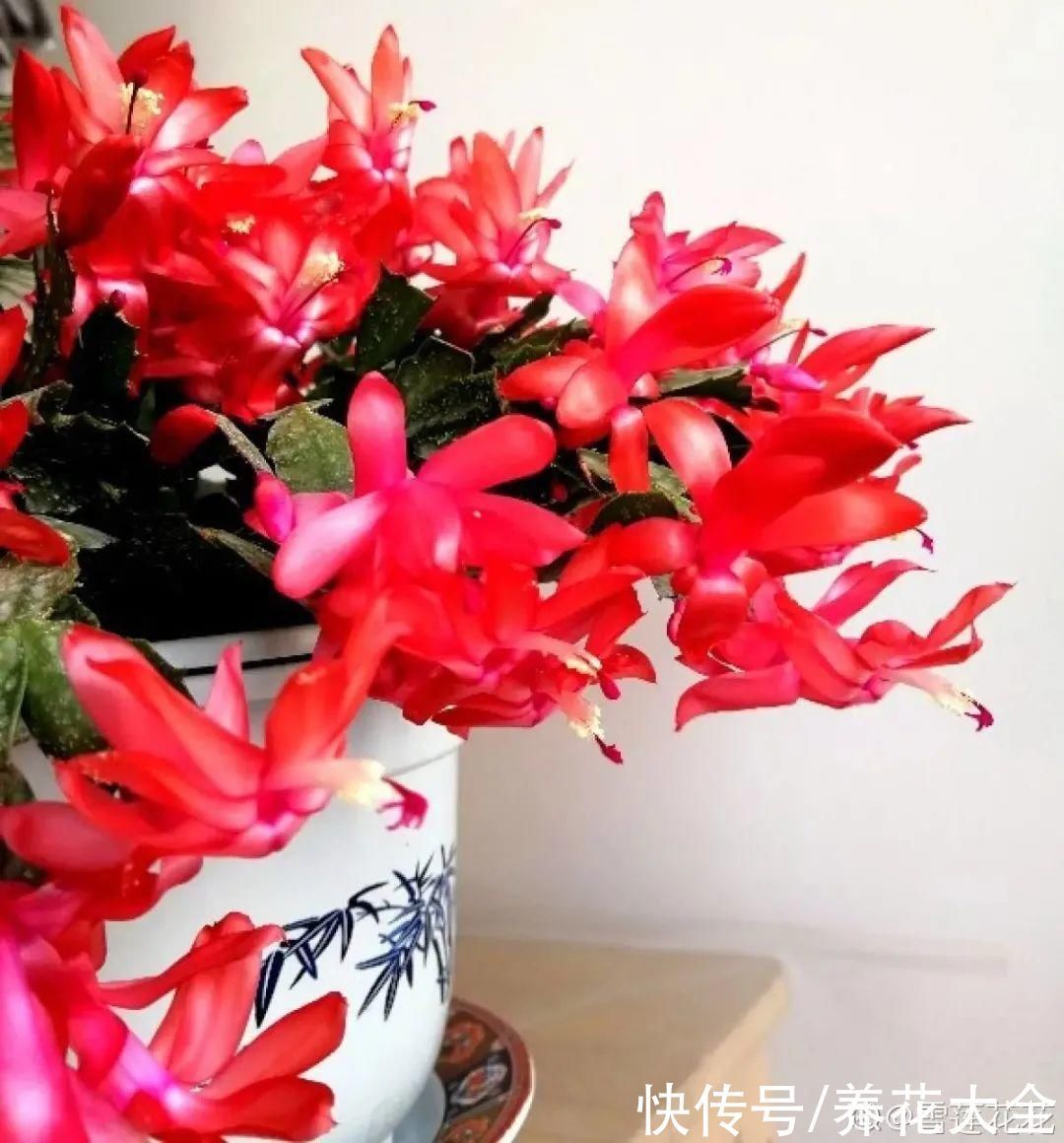 橡皮树|养花就怕乱浇水,越浇死得越快,赶紧住手