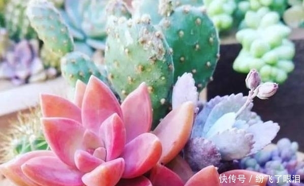 温度|如何让多肉变成糖果色?从4方面下功夫,个个不再带“菜色”