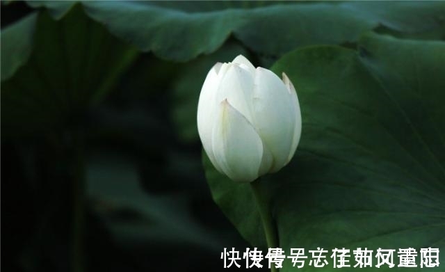 曾国藩&真正聪明的人,有三不说,越是不说,越能积德积福