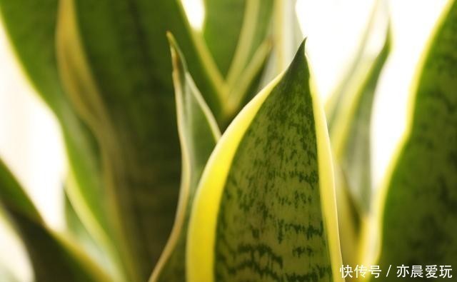 常春藤|卧室就养4种花,“养人”又养气,不是没有道理