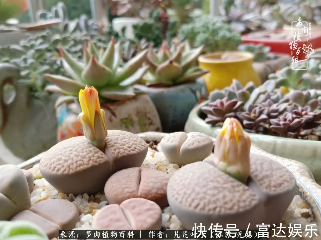 养肉路上，累并快乐着！时光不语，静待花开！