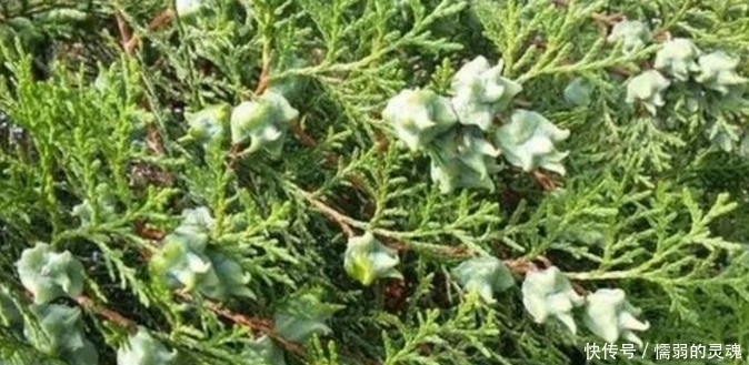 农村野生果子,却能改善睡眠,常用还能使头发变黑!