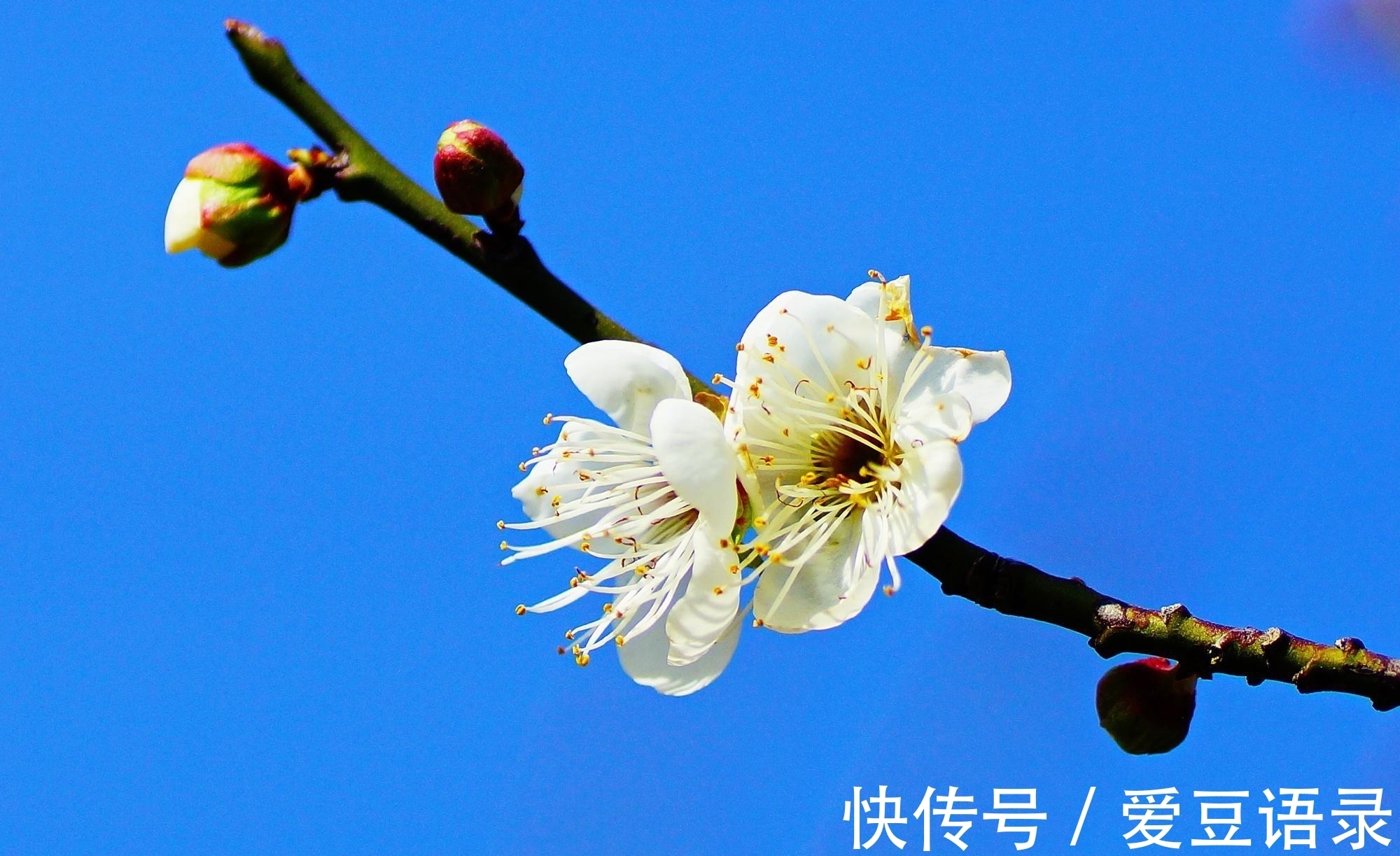 梅花#寒冬早梅诗四首,一树寒梅白玉条,疑是经冬雪未销