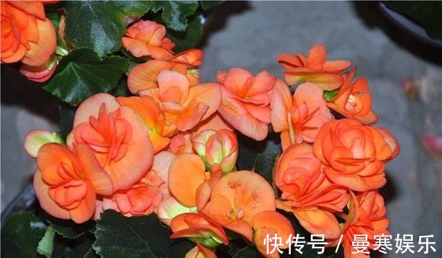 堆肥土|君子兰,四季海棠以下养殖,花苞一波接一波,叶茂花艳花开不断