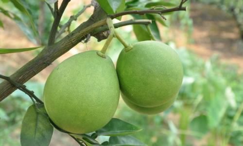 糖尿病患者不能吃水果？提示：4种低糖水果放心吃，对身体有好处