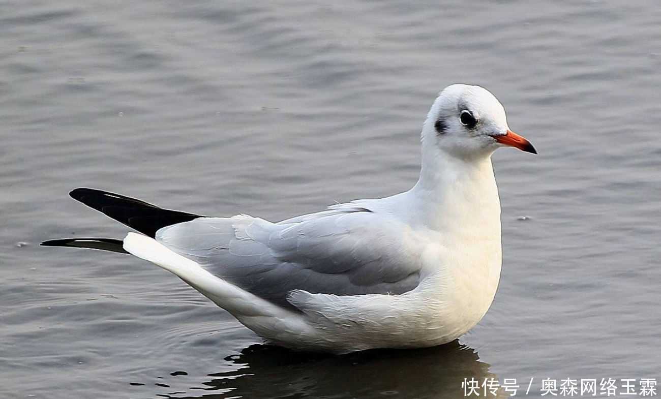 良渚遗址出土一件五千年前的瓷器,奇特的外形让其成为争议的焦点