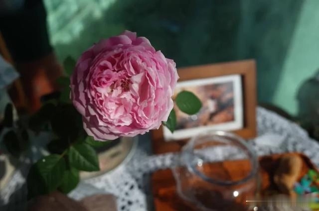 圆滚滚的绣球，瀑布般的花墙，这届花友也太会种花了吧