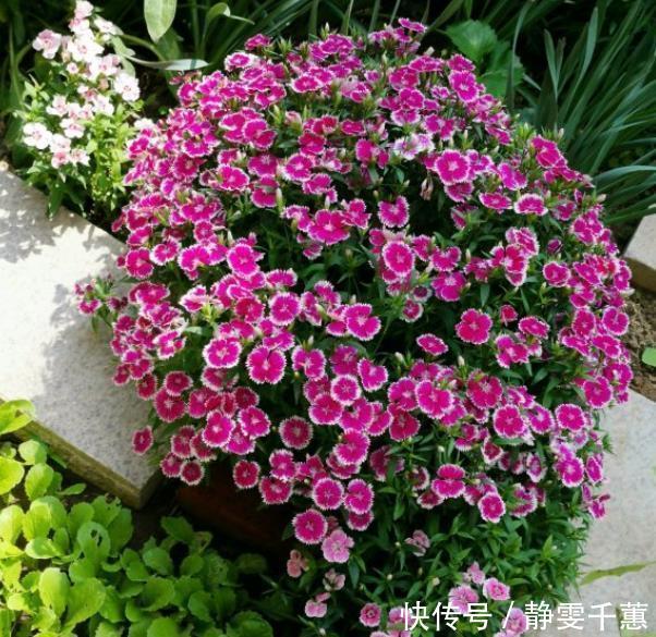 蓝雪花|7种“省心花”,耐阴、耐旱,不招虫、生病少,还特爱开花