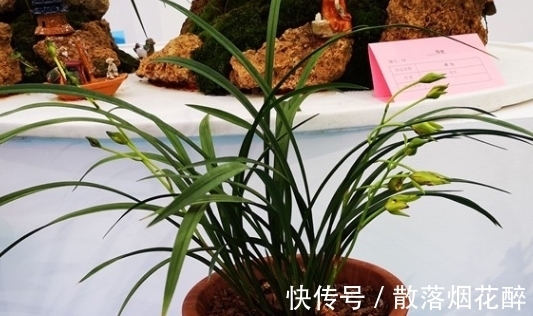 10大兰花品种,你见过几个