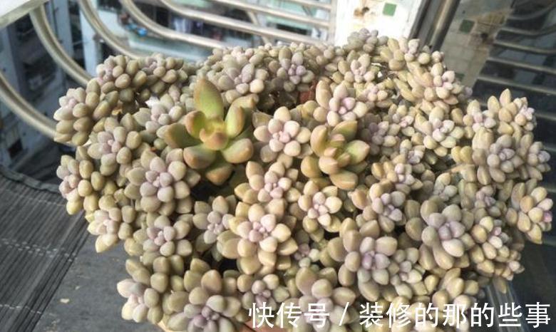 多肉姬|多肉姬秋丽易爆盆，有点烦，该怎么办？学会换盆土轻松搞定