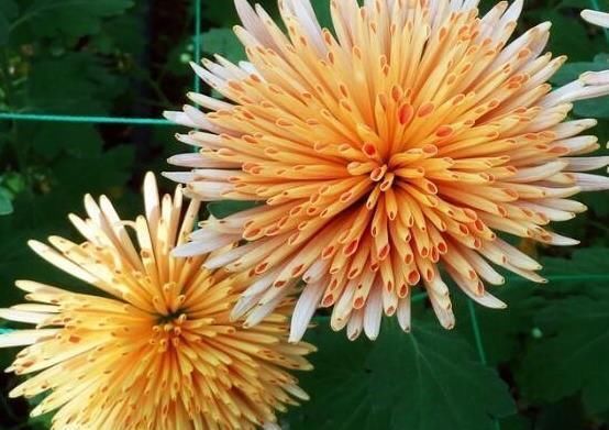 珍品|喜欢菊花,不如养盆“珍品名菊”金松月,爆成花海,越看越美