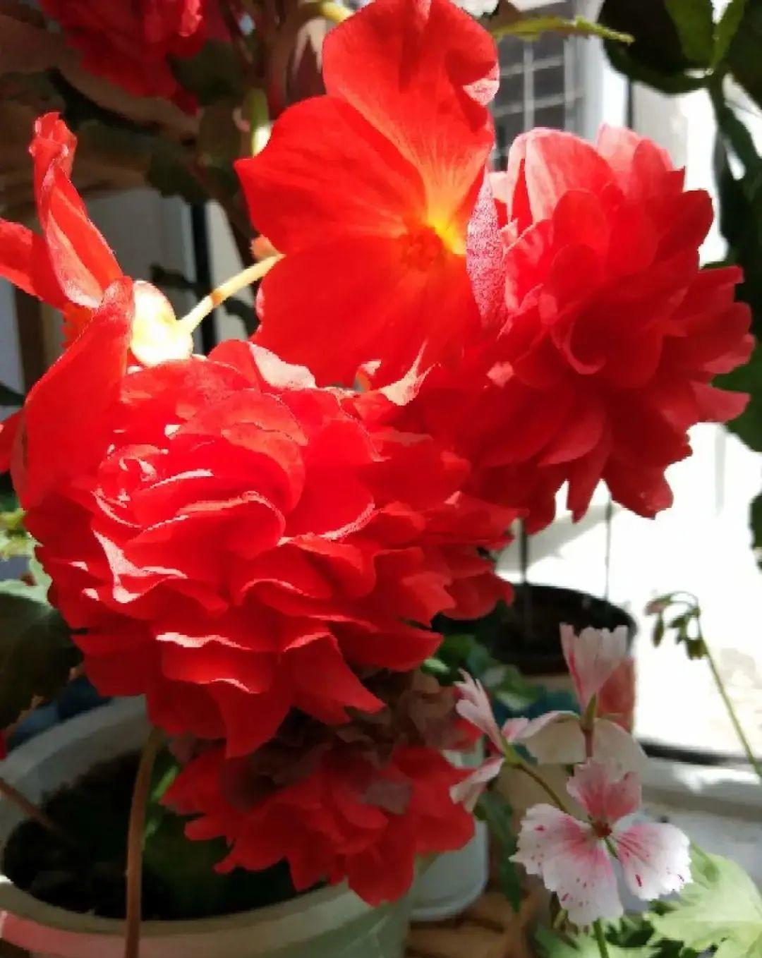 1种花不能用大盆,盆越小,水越少,开花更爆盆!