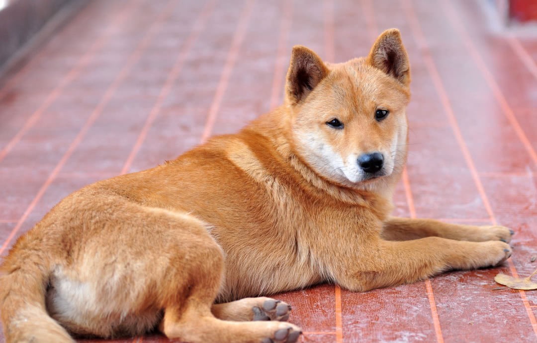 全力|刘震将军下令杀狗,老乡二话不说全力配合,三招智取日寇