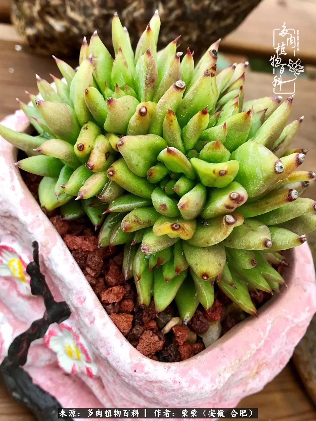 初秋时节,度夏后的多肉陆续回归!偷偷上了一层淡妆!