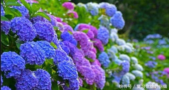 养一盆,爆一盆,养这几种花,无需操心