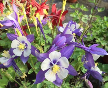 新手养花，不如养盆花中精品“花王”，有王者之风范，傲视群雄