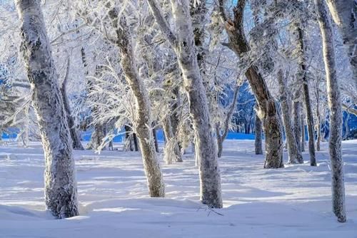 最美|去东北拍摄最美雾淞和雪景！12月15日-22日