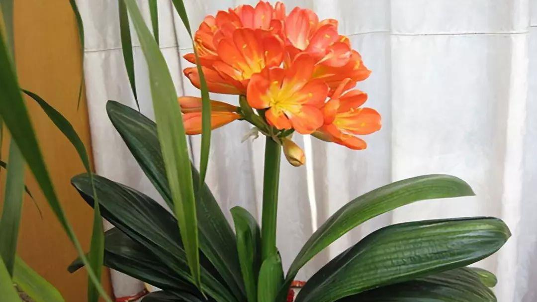 扦插|冬天扦插繁殖这九种绿植,特别容易成活,来年看花团锦簇