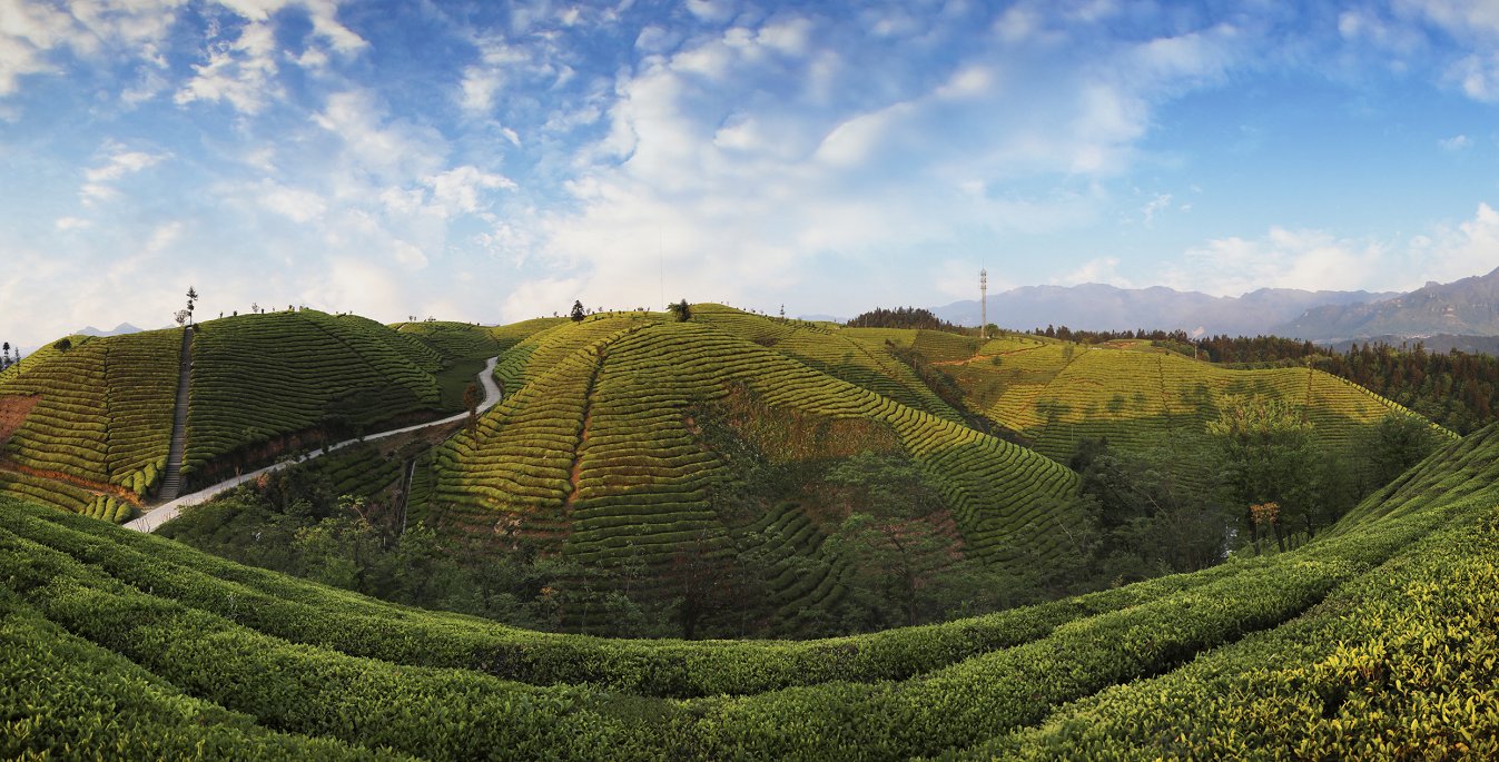 鹤峰木耳山：清明雨后好风光 最美茶山四月天