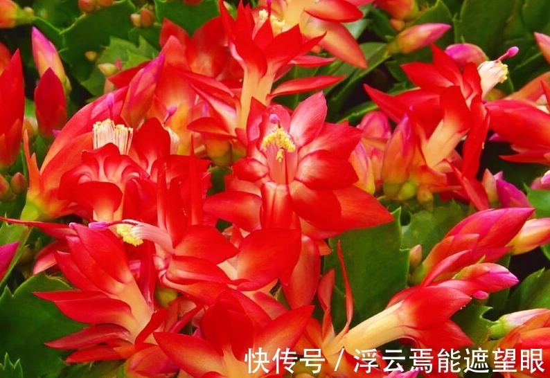 做好这些,蟹爪兰生长健壮,花朵繁多